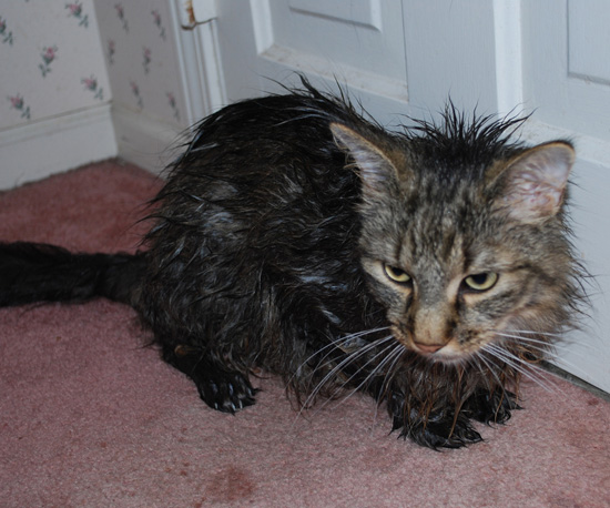 Pictures of Wet Cats | POPSUGAR Pets