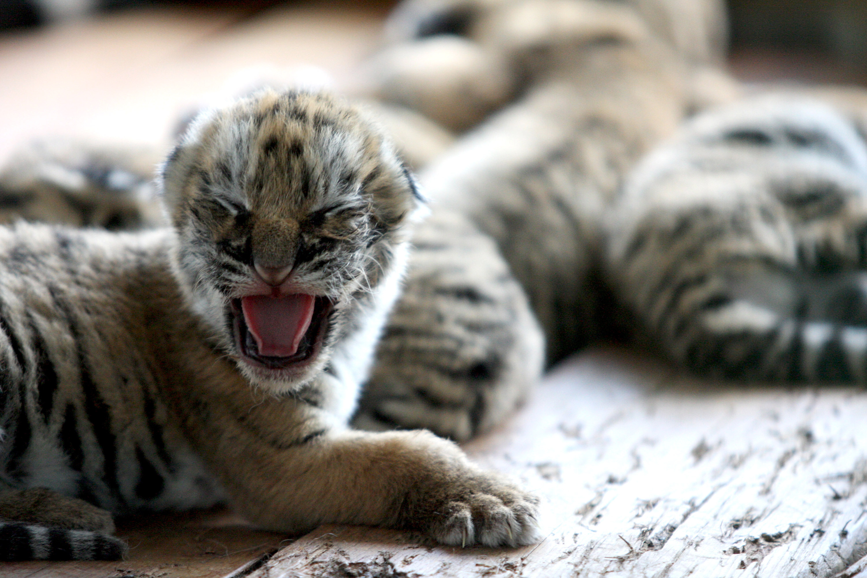 Photos of Tiger Cubs | POPSUGAR Pets