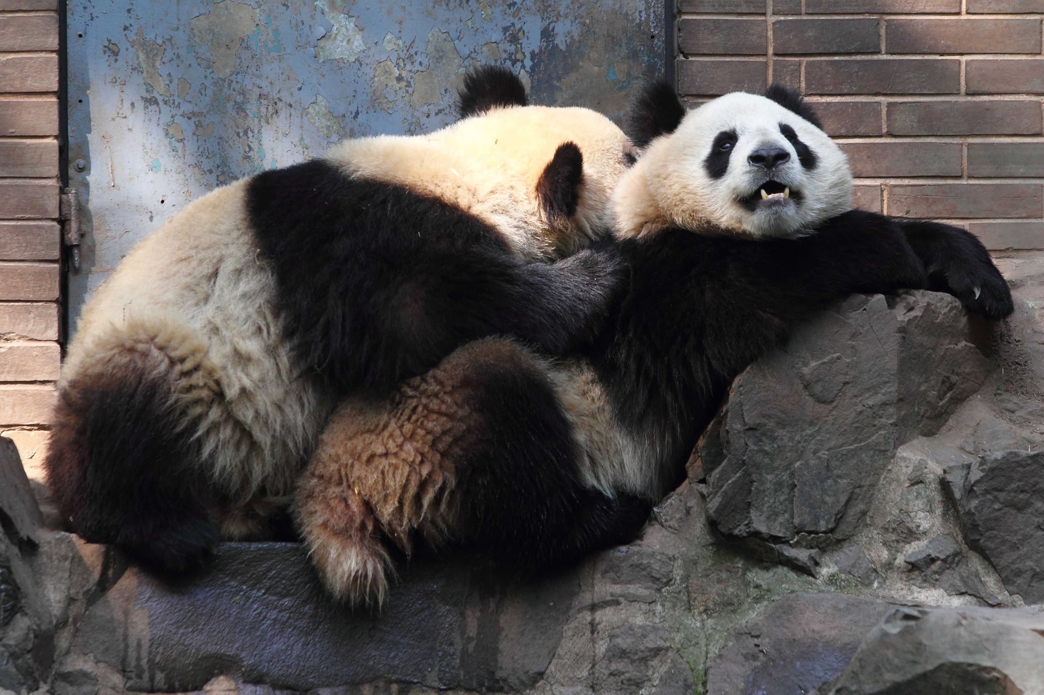 Panda Bear Sets Sex Record Popsugar Love And Sex 2625