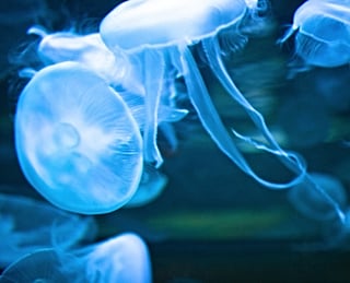 jellyfish stings popsugar