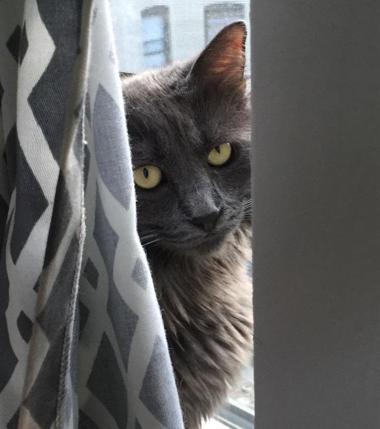 What Happens When a Cat Eats String? POPSUGAR Pets