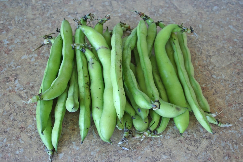 How to Peel Fava Beans Fast POPSUGAR Food