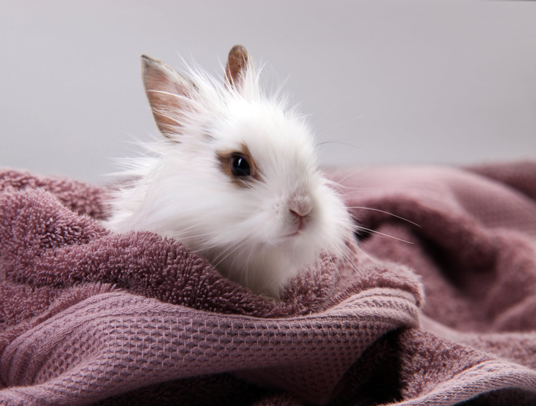 Rabbit Bath Videos POPSUGAR Pets