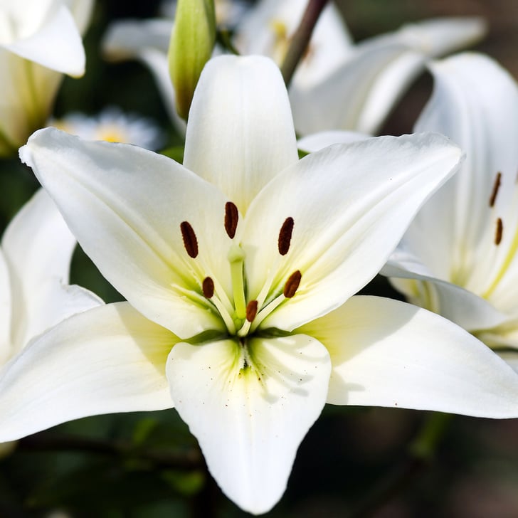 Easter Lilies Poisonous to Cats POPSUGAR Pets