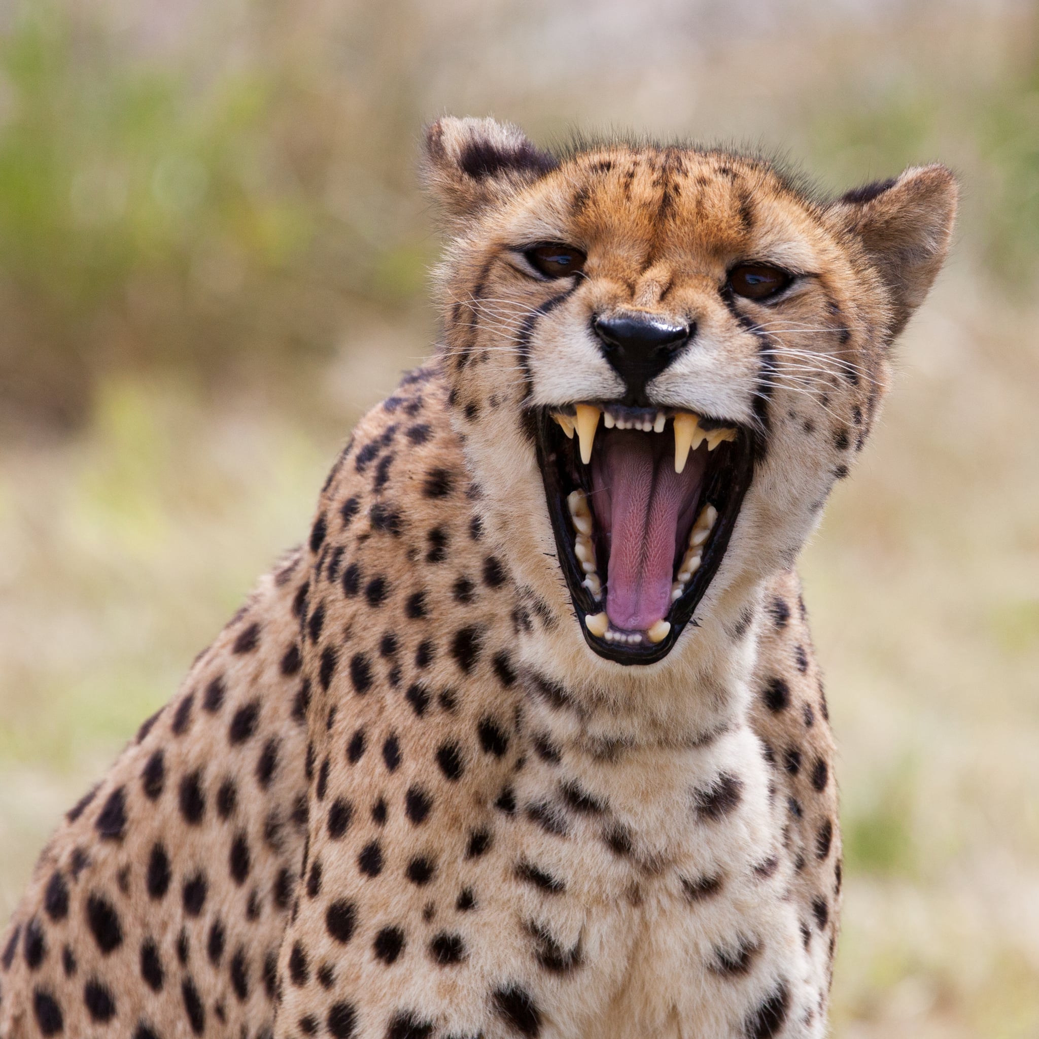 cheetah cheetah