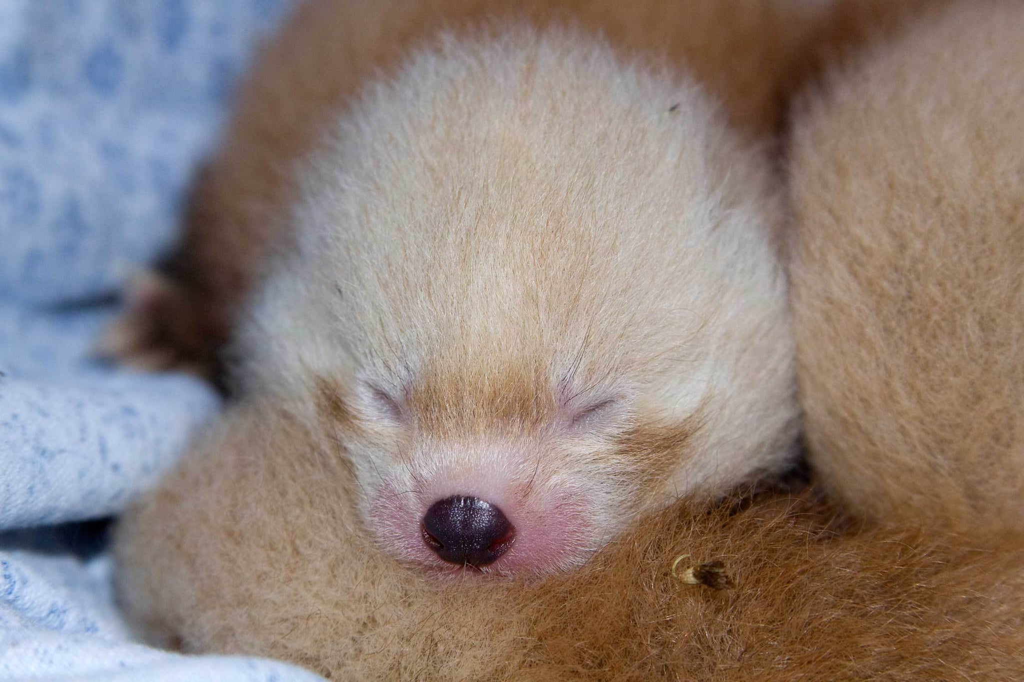 What Sound Do Red Panda Babies Make? POPSUGAR Pets