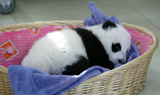 http://media2.popsugar-assets.com/files/upl1/10/104166/50_2008/1bacce58fee16cdc_babypandabasket/i/Nothing-Brings-Giant-Grins-Like-Baby-Giant-Pandas.jpg